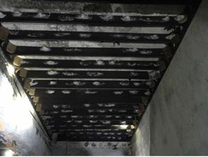 香港益巢燕窝创始人刘海霞马来西亚工厂燕屋考察